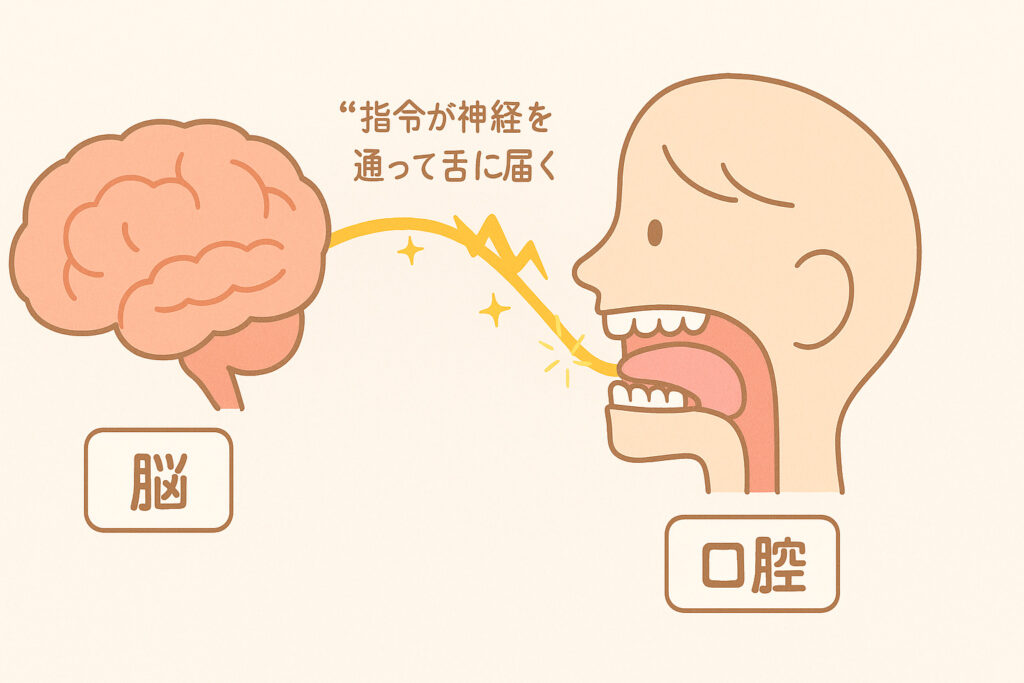 食べる機能と認知機能