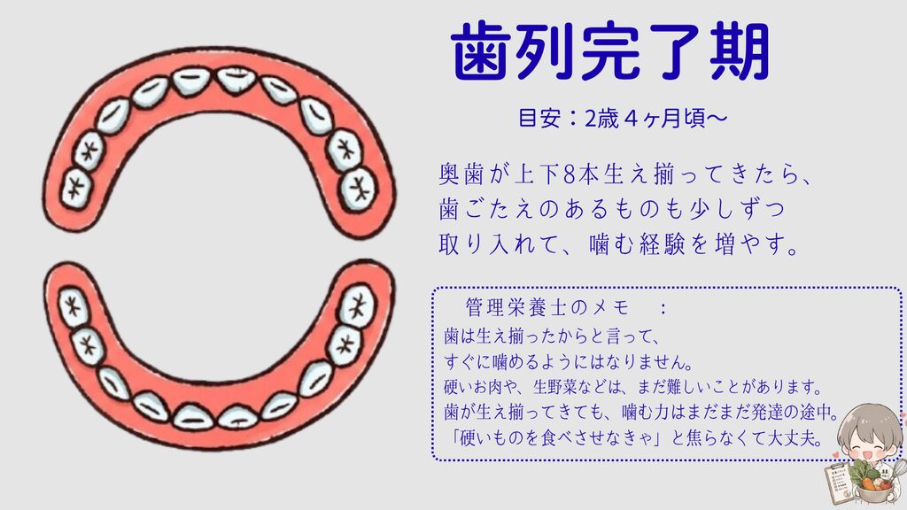 歯列完了期（2歳4か月ごろ〜）の歯のイラスト。奥歯が上下8本生え揃っても、噛む力はまだ発達の途中